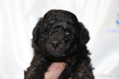トイプードルシルバー(グレー)の子犬オス、生後4週間画像