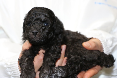 トイプードルシルバー(グレー)の子犬オス、生後4週間画像