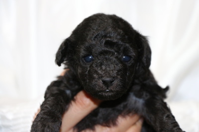 トイプードルシルバー(グレー)の子犬メス、生後4週間画像