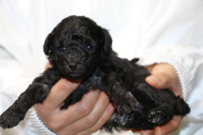 トイプードルシルバー(グレー)の子犬メス、生後4週間画像