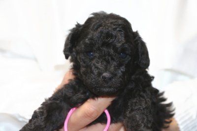 トイプードルシルバー(グレー)の子犬メス、生後4週間画像