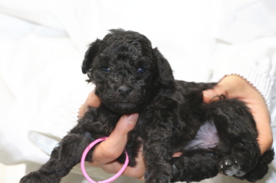 トイプードルシルバー(グレー)の子犬メス、生後4週間画像