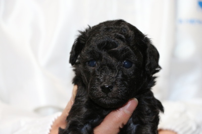 トイプードルシルバー(グレー)の子犬メス、生後4週間画像
