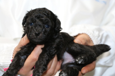 トイプードルシルバー(グレー)の子犬メス、生後4週間画像