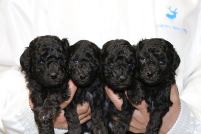 トイプードルシルバー(グレー)の子犬オス1頭メス3頭、生後4週間画像