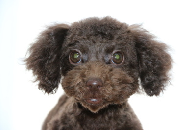 トイプードルブラウンの子犬メス、生後3ヶ月半画像