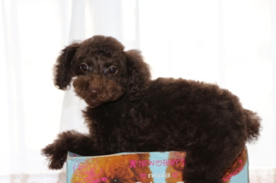 トイプードルブラウンの子犬メス、生後3ヶ月半画像