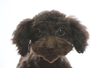 トイプードルブラウンの子犬メス、生後3ヶ月半画像