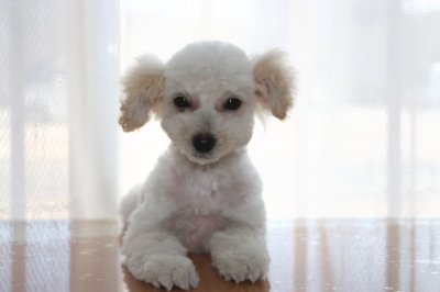 トイプードルホワイト(白色)の子犬メス、生後3ヶ月画像