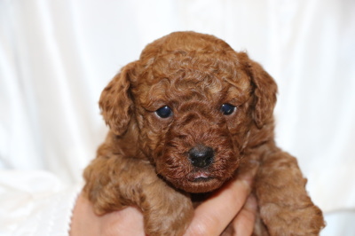 トイプードルレッドの子犬オス、生後4週間画像