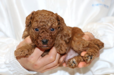 トイプードルレッドの子犬オス、生後4週間画像
