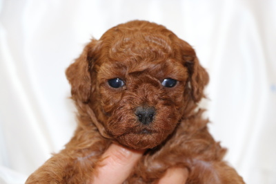 トイプードルレッドの子犬メス、生後4週間画像