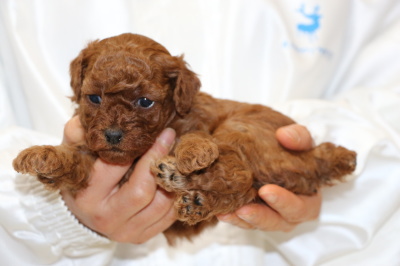 トイプードルレッドの子犬メス、生後4週間画像