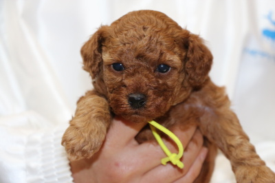 トイプードルレッドの子犬メス、生後4週間画像