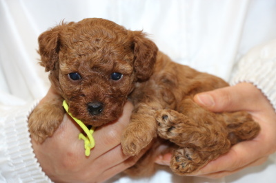 トイプードルレッドの子犬メス、生後4週間画像