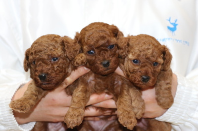 トイプードルレッドの子犬オス1頭メス2頭、生後4週間画像