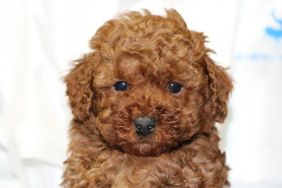 トイプードルレッドの子犬オス、生後5週間画像