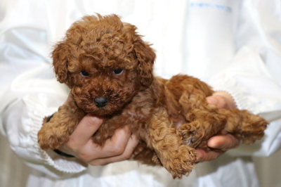 トイプードルレッドの子犬オス、生後5週間画像