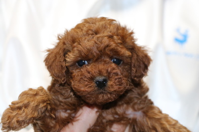 トイプードルレッドの子犬メス、生後5週間画像