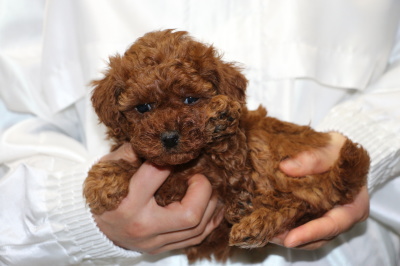 トイプードルレッドの子犬メス、生後5週間画像