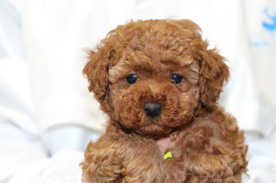 トイプードルレッドの子犬メス、生後5週間画像