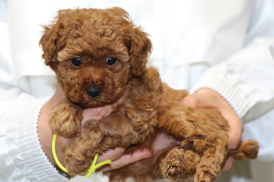 トイプードルレッドの子犬メス、生後5週間画像