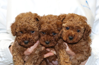 トイプードルレッドの子犬オス1頭メス2頭、生後5週間画像