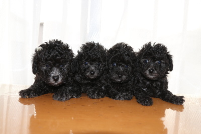トイプードルシルバー(グレー)の子犬オス1頭メス3頭、生後6週間画像