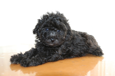 トイプードルシルバー(グレー)の子犬メス、生後6週間画像