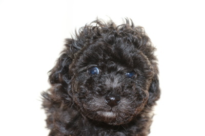 トイプードルシルバー(グレー)の子犬メス、生後6週間画像