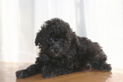 ティーカッププードルシルバー(グレー)の子犬メス、生後6週間画像