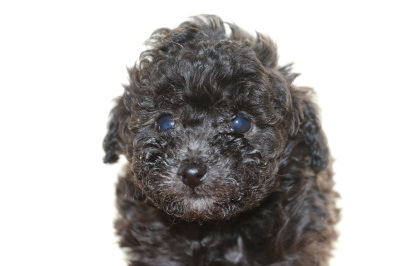 ティーカッププードルシルバー(グレー)の子犬メス、生後6週間画像