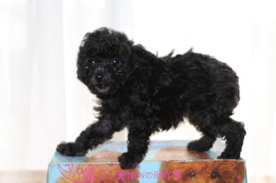 ティーカッププードルシルバー(グレー)の子犬メス、生後6週間画像