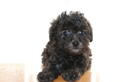 ティーカッププードルシルバー(グレー)の子犬メス、生後6週間画像