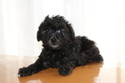 ティーカッププードルシルバー(グレー)の子犬メス、生後6週間画像
