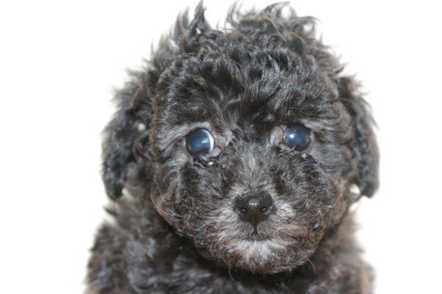 ティーカッププードルシルバー(グレー)の子犬メス、生後6週間画像