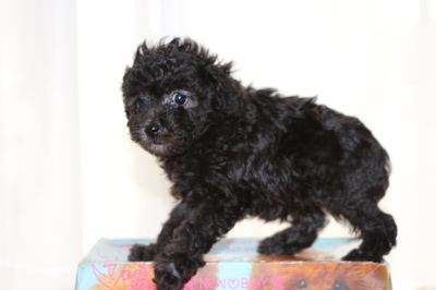 ティーカッププードルシルバー(グレー)の子犬メス、生後6週間画像