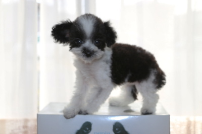ティーカッププードルサイズのトイプードル白黒パーティーカラーの子犬メス、生後2ヶ月半画像