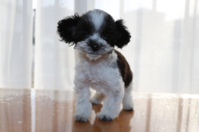 ティーカッププードルサイズのトイプードル白黒パーティーカラーの子犬メス、生後2ヶ月半画像
