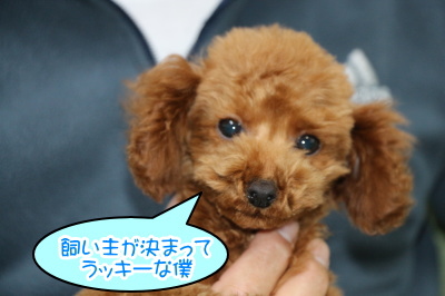 タイニーサイズのトイプードルレッドの子犬オス、生後3ヶ月画像