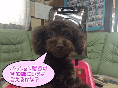 トイプードルブラウンの子犬メス、生後4ヶ月画像