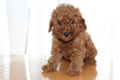 トイプードルレッドの子犬オス、生後6週間画像