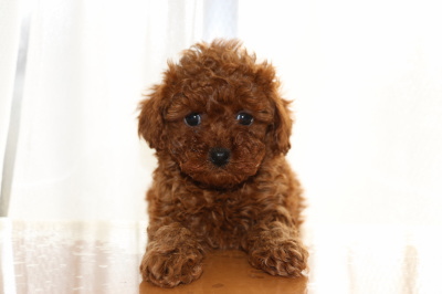 トイプードルレッドの子犬メス、生後6週間画像
