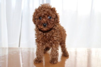トイプードルレッドの子犬メス、生後6週間画像