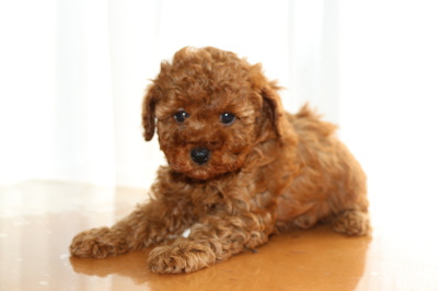 トイプードルレッドの子犬メス、生後6週間画像
