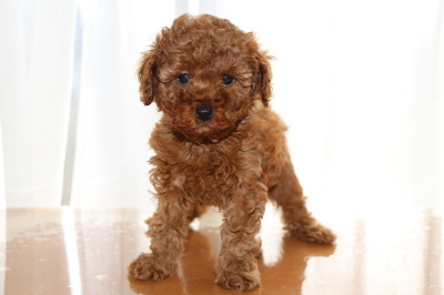 トイプードルレッドの子犬メス、生後6週間画像