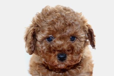 トイプードルレッドの子犬メス、生後6週間画像