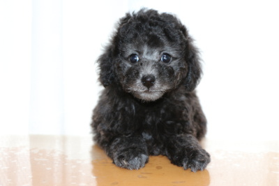 トイプードルシルバー(グレー)の子犬オス、生後7週間画像