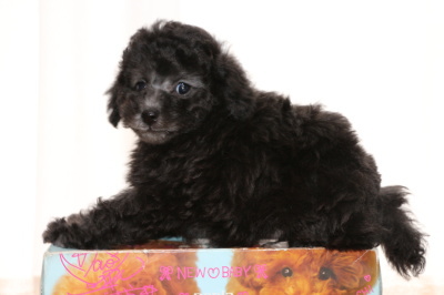 トイプードルシルバー(グレー)の子犬オス、生後7週間画像