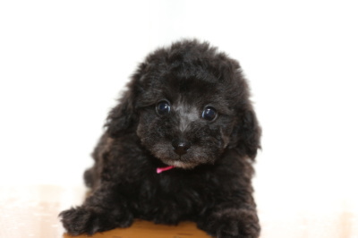 トイプードルシルバー(グレー)の子犬メス、生後7週間画像